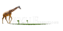 TAVU Expeditions Logo